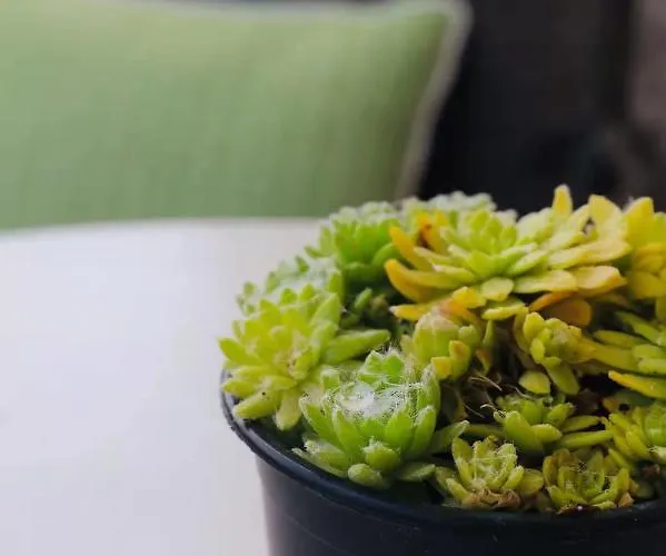 Moychi Πανσιόν 3*